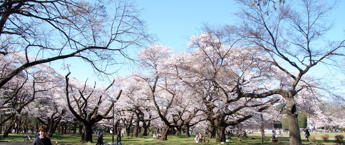 桜 花曇りの桜と残雪の山並み、郷土の味を楽しんだ桜のAACR
