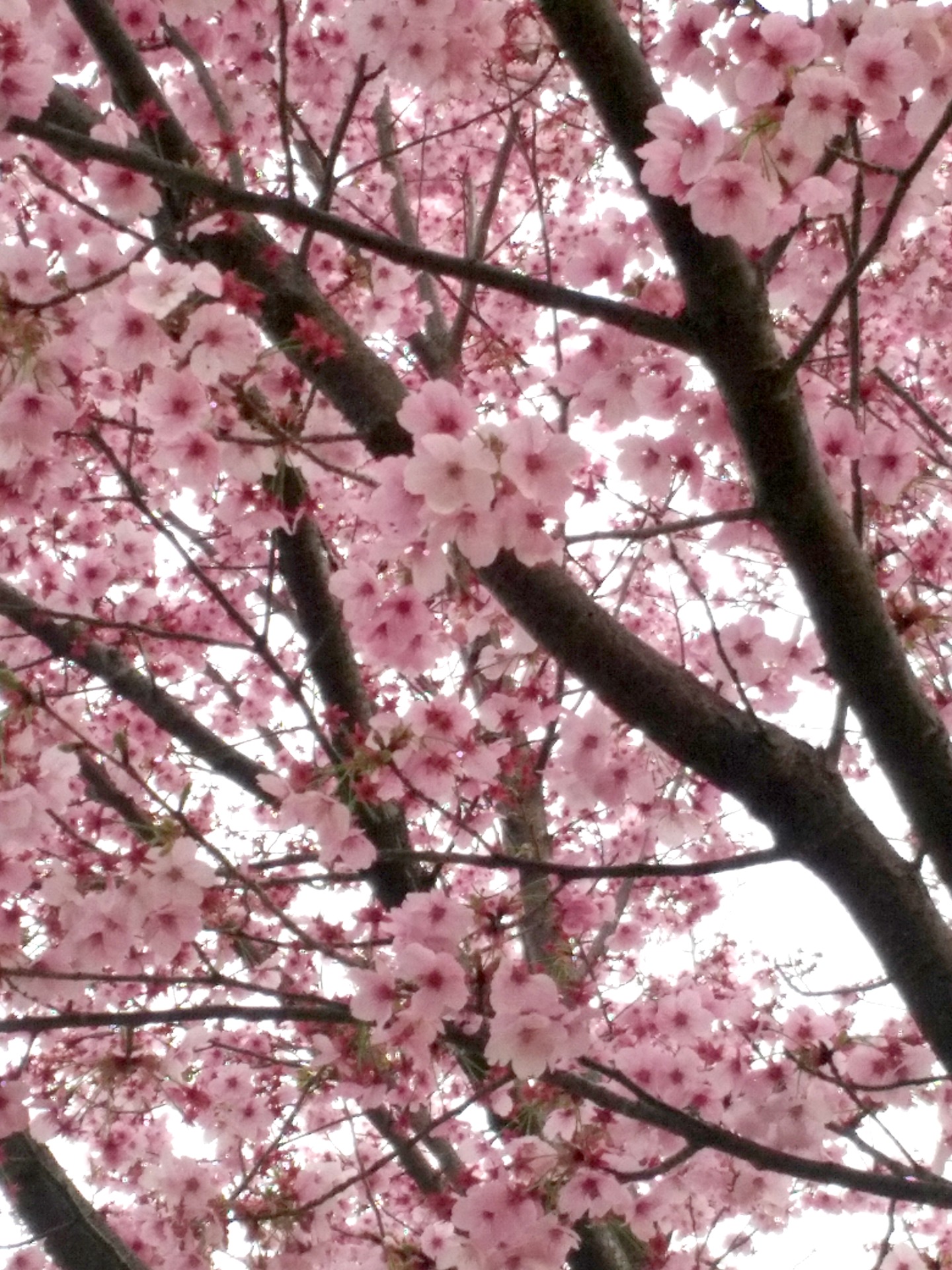 桜 さくら開花予想2025